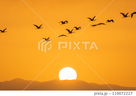 黄金色の朝　鶴の飛翔　　 119072227