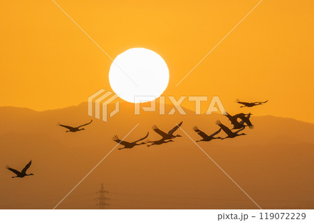 黄金色の朝　鶴の飛翔　　 119072229