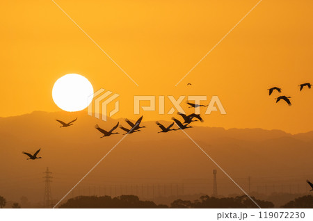 黄金色の朝 鶴の飛翔   黄金色の朝 鶴の飛翔   119072230