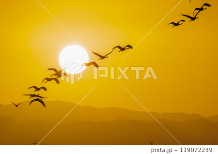 黄金色の朝　鶴の飛翔　　 119072239