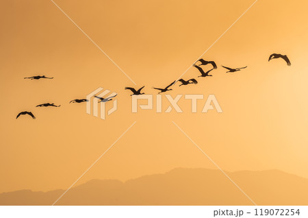 黄金色の朝　鶴の飛翔　　 119072254