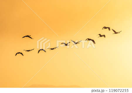 黄金色の朝 鶴の飛翔 黄金色の朝 鶴の飛翔 119072255