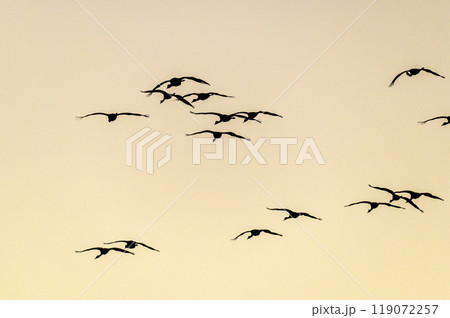 黄金色の朝　鶴の飛翔　　 119072257