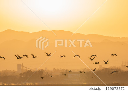 黄金色の朝　鶴の飛翔　　 119072272