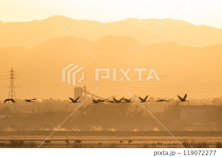 黄金色の朝　鶴の飛翔　　 119072277