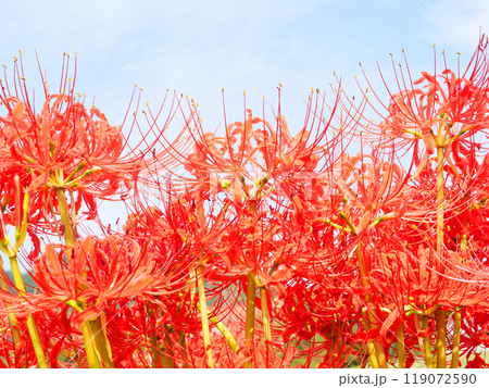 田舎の風景（彼岸花） 119072590