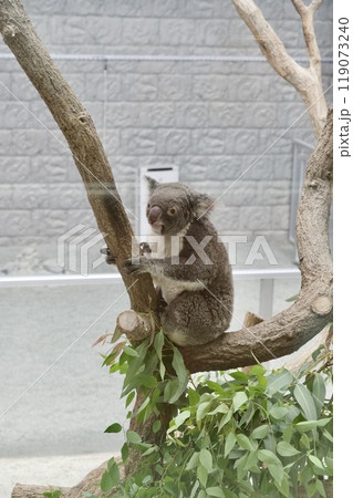 淡路島のイングランドの丘のコアラ 119073240