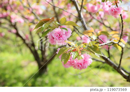 可愛い　ヤエザクラの花　関山 119073569