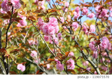 可愛い ヤエザクラの花 関山 可愛い ヤエザクラの花 関山 119073570