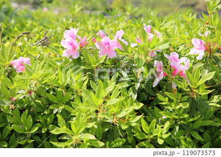 ヒラドツツジの花 ヒラドツツジの花 119073573