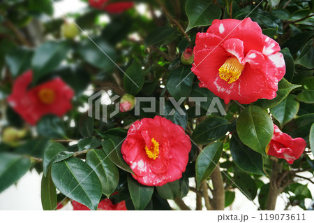 春3月白斑のある赤いツバキの花 春3月白斑のある赤いツバキの花 119073611