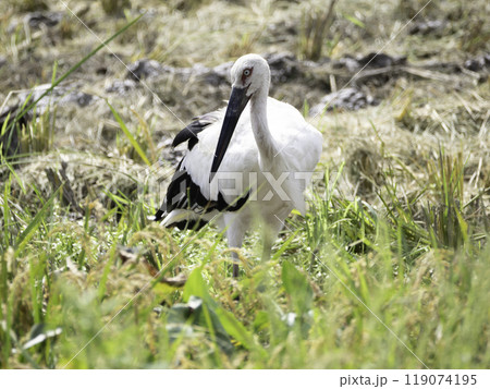 田んぼのコウノトリ 田んぼのコウノトリ 119074195