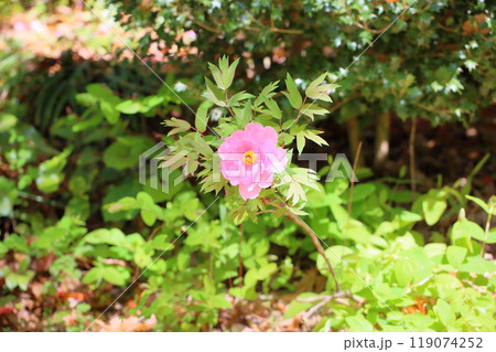 可愛い ボタンの花 可愛い ボタンの花 119074252
