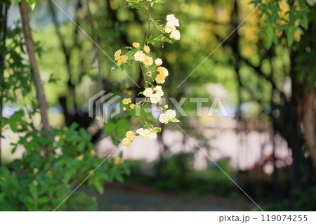 咲始め　モッコウバラの花 119074255