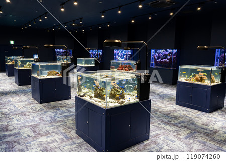 美しい熱帯魚の個水槽 DMMかりゆし水族館 沖縄県豊見城市 美しい熱帯魚の個水槽 DMMかりゆし水族館 沖縄県豊見城市 119074260