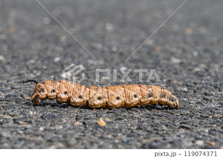路上を這うイモムシ（エビガラスズメ幼虫）　 119074371
