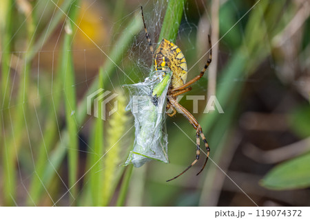 オンブバッタを捕食するナガコガネグモ 119074372