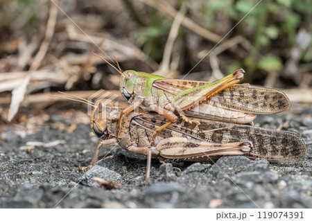 路上で交尾するトノサマバッタ 119074391