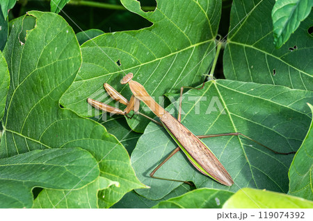 オオカマキリ 119074392