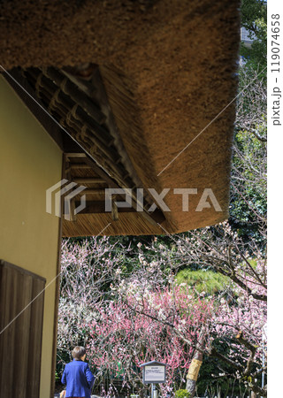 広島市の名所縮景園の梅園の梅の花 広島市の名所縮景園の梅園の梅の花 119074658