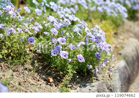 ビオラの花 119074662