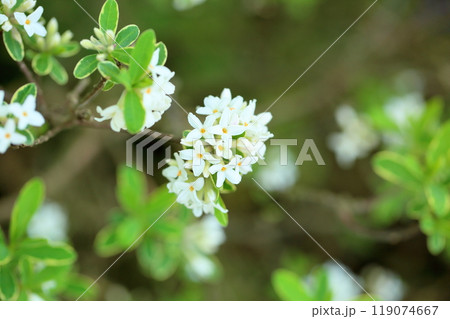 ダフネの花　サマーアイス 119074667