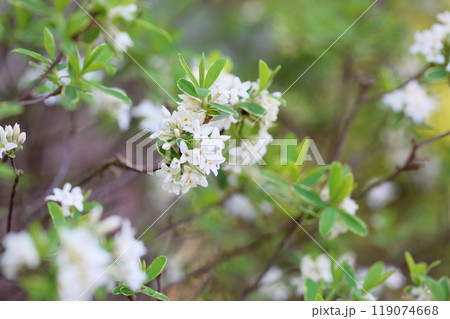 ダフネの花　サマーアイス 119074668