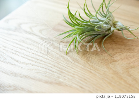 エアプランツ 119075158