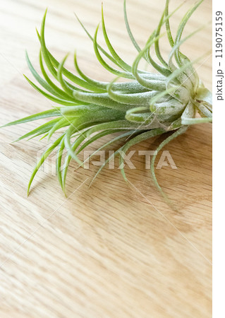 エアプランツ エアプランツ 119075159