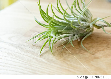 エアプランツ 119075160