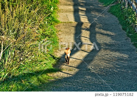 霧多布岬で出会ったキツネ 119075182