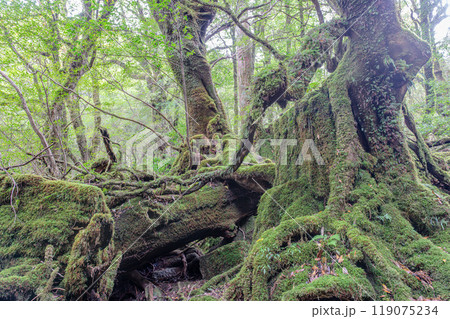 屋久島白谷雲水峡　日本一苔がきれいな森(秋) 119075234