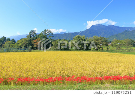 ヒガンバナ咲く安曇野の秋 ヒガンバナ咲く安曇野の秋 119075251