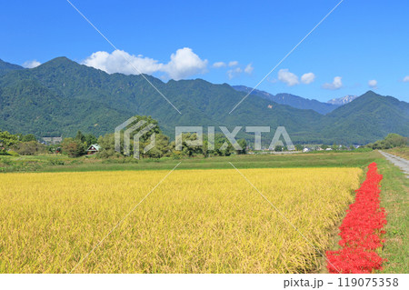 ヒガンバナ咲く安曇野の秋 119075358