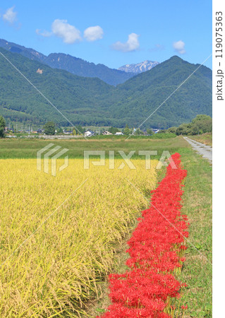 ヒガンバナ咲く安曇野の秋 119075363