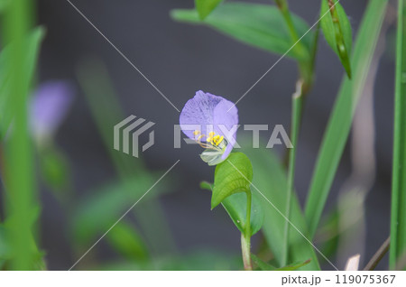 ウスイロツユクサ ウスイロツユクサ 119075367