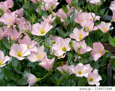 キキョウの花 119075369