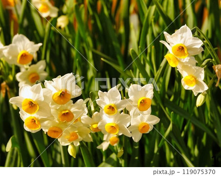 春を呼ぶ水仙が咲きました 119075370