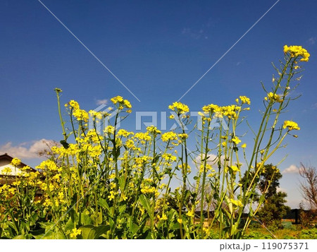 青空に菜の花 青空に菜の花 119075371