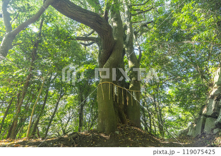 八幡山　瑞龍寺門跡　御神木 119075425