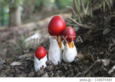 タマゴタケ タマゴタケ 119075485
