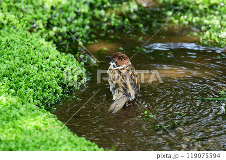 水辺のスズメ 119075594