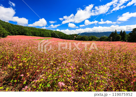 ピンクのそば畑 ピンクのそば畑 119075952