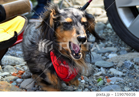 お出かけでご機嫌な我が家のダックスフント お出かけでご機嫌な我が家のダックスフント 119076016