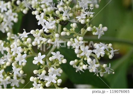 オトコエシ(男郎花)の花・薬用植物 オトコエシ(男郎花)の花・薬用植物 119076065