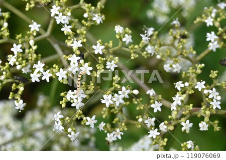 オトコエシ(男郎花)の花・薬用植物 オトコエシ(男郎花)の花・薬用植物 119076069
