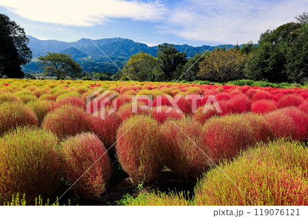 まだら模様のホウキグサ 119076121