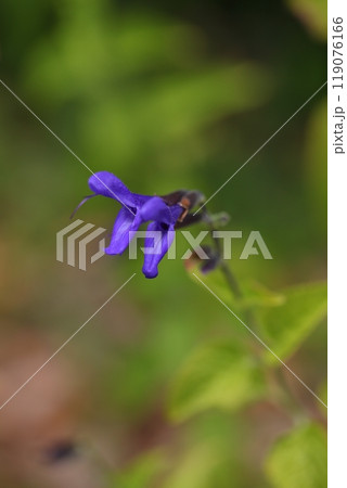サルビア ガラニティカの花 119076166