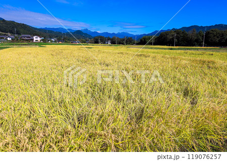 収穫時の秋の田圃 収穫時の秋の田圃 119076257