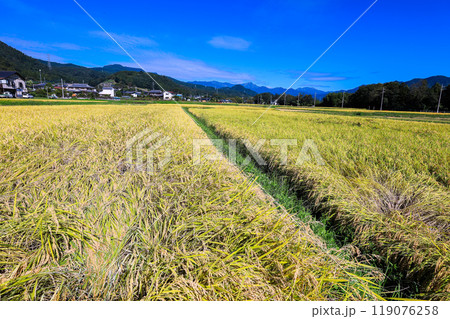 秋の稲穂 秋の稲穂 119076258